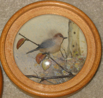 Brown Headed Nuthatch